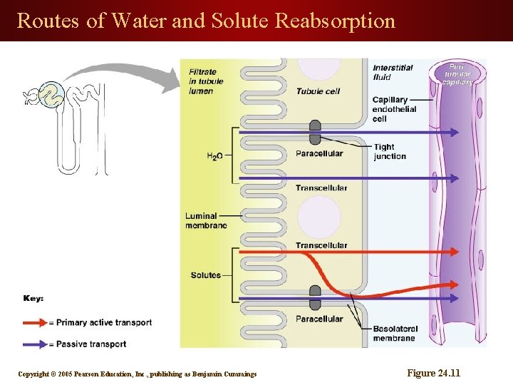 Routes of Water and Solute Reabsorption Copyright © 2005 Pearson Education, Inc. , publishing