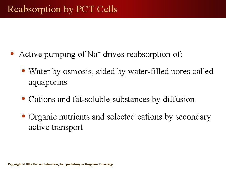 Reabsorption by PCT Cells • Active pumping of Na+ drives reabsorption of: • Water
