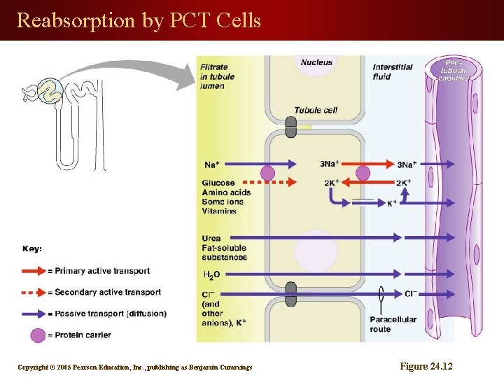 Reabsorption by PCT Cells Copyright © 2005 Pearson Education, Inc. , publishing as Benjamin