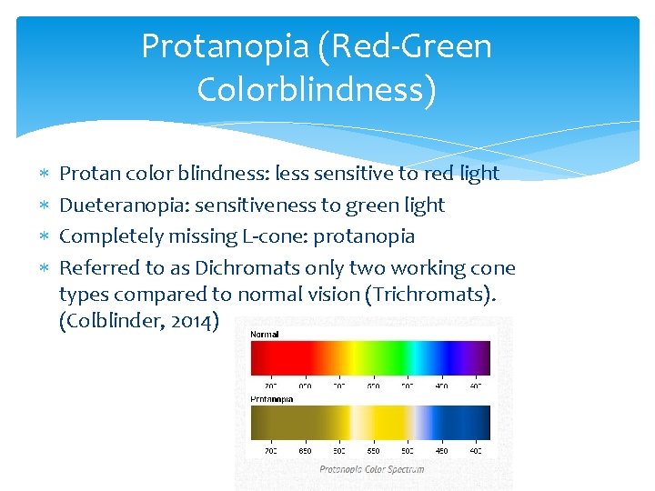 Protanopia (Red-Green Colorblindness) Protan color blindness: less sensitive to red light Dueteranopia: sensitiveness to