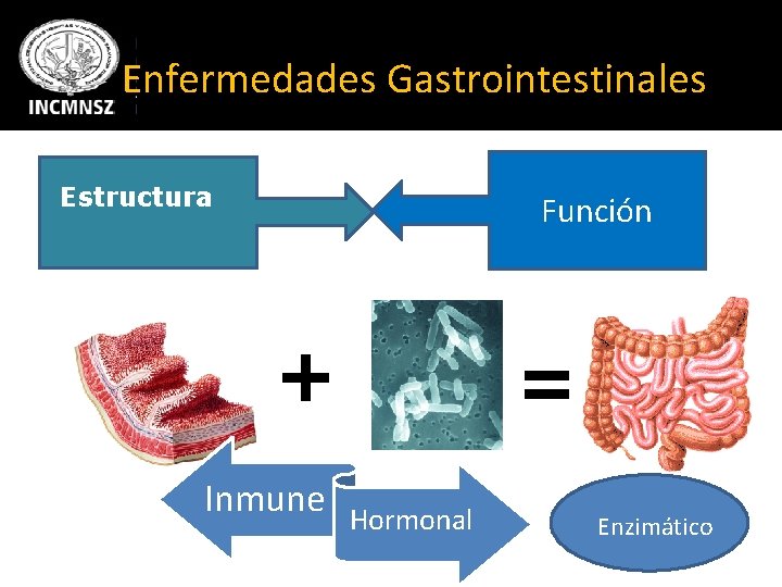Enfermedades Gastrointestinales Estructura Función + Inmune = Hormonal Enzimático 