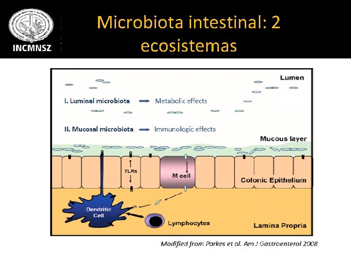 Microbiota intestinal: 2 ecosistemas 