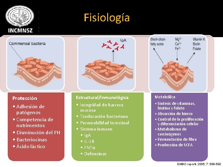 Fisiología Protección • Adhesión de patógenos • Competencia de nutrimentos • Disminución del PH