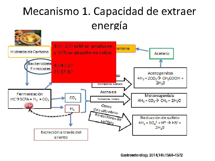 Mecanismo 1. Capacidad de extraer energía 100 - 200 m. M se producen y