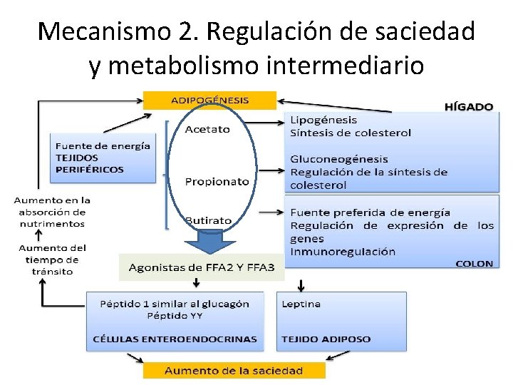 Mecanismo 2. Regulación de saciedad y metabolismo intermediario 