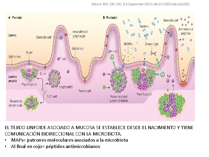 PUNTO 4. SISTEMA INMUNE Nature 489, 231– 241 (13 September 2012) doi: 10. 1038/nature