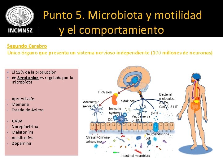 Punto 5. Microbiota y motilidad y el comportamiento Segundo Cerebro Único órgano que presenta