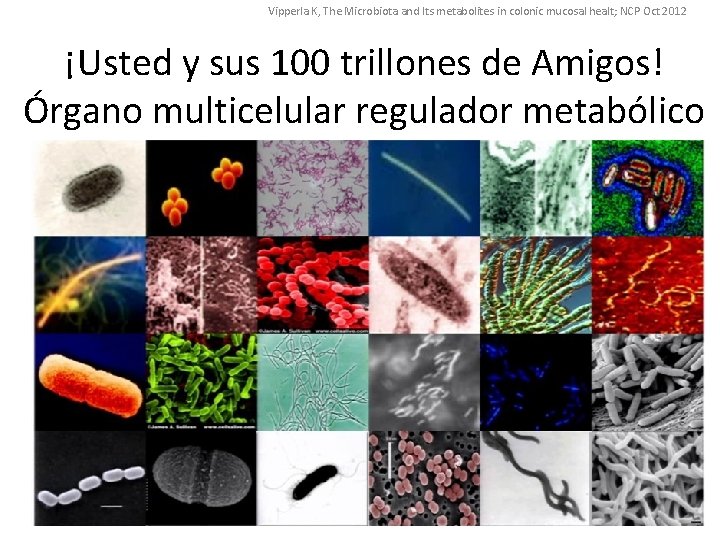 Vipperla K, The Microbiota and Its metabolites in colonic mucosal healt; NCP Oct 2012