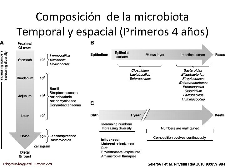 Composición de la microbiota Temporal y espacial (Primeros 4 años) Sekirov I et al.