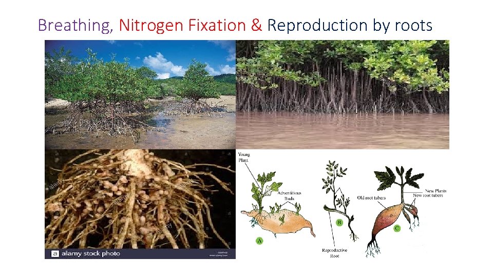 Breathing, Nitrogen Fixation & Reproduction by roots 
