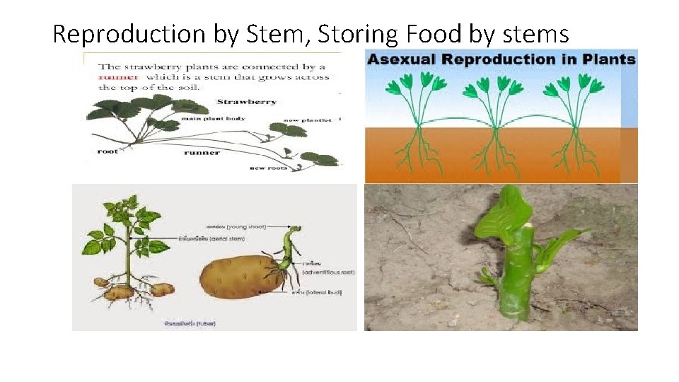 Reproduction by Stem, Storing Food by stems 