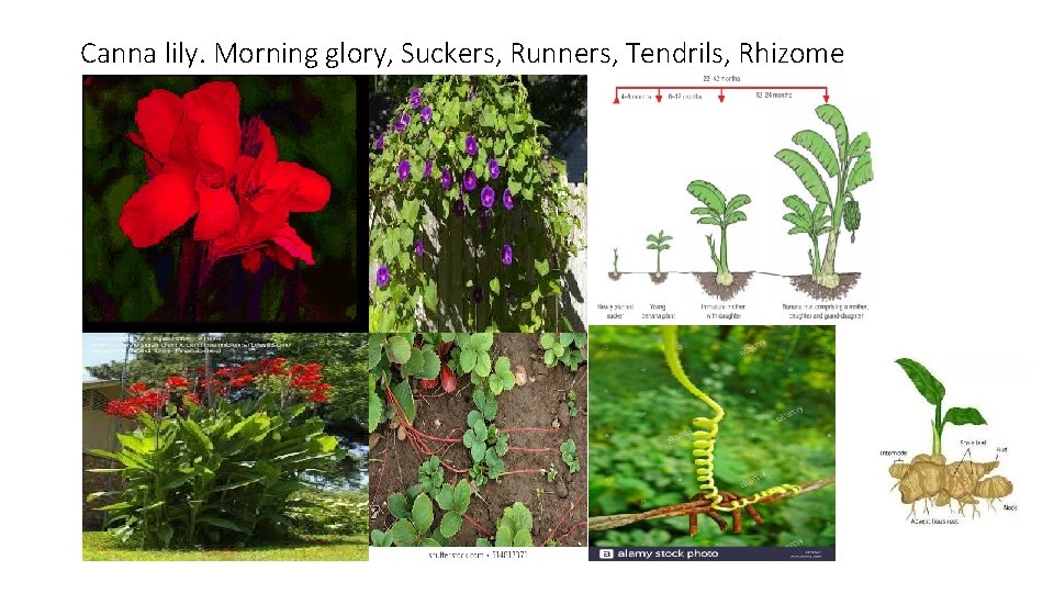 Canna lily. Morning glory, Suckers, Runners, Tendrils, Rhizome 