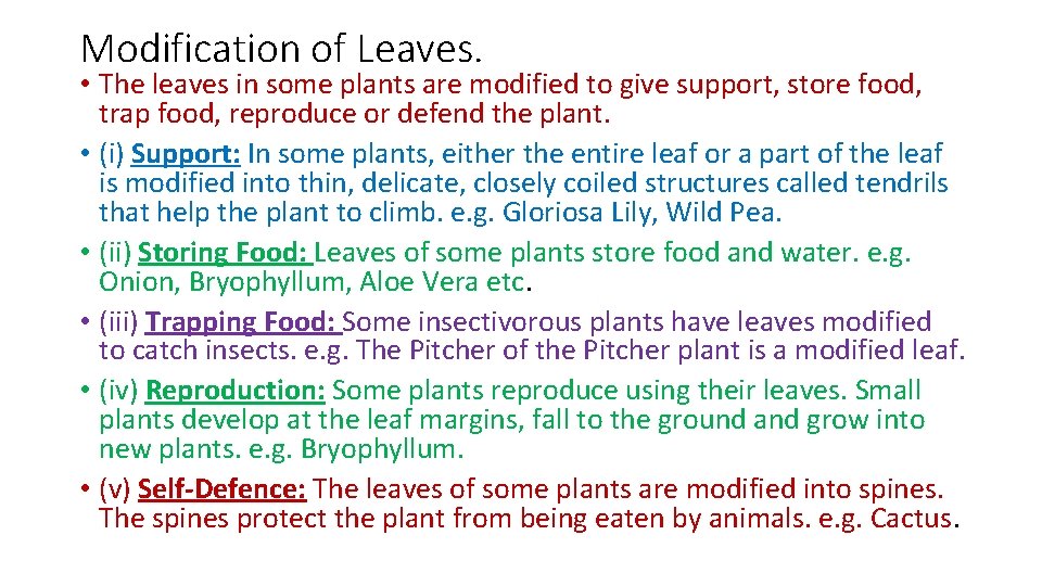 Modification of Leaves. • The leaves in some plants are modified to give support,