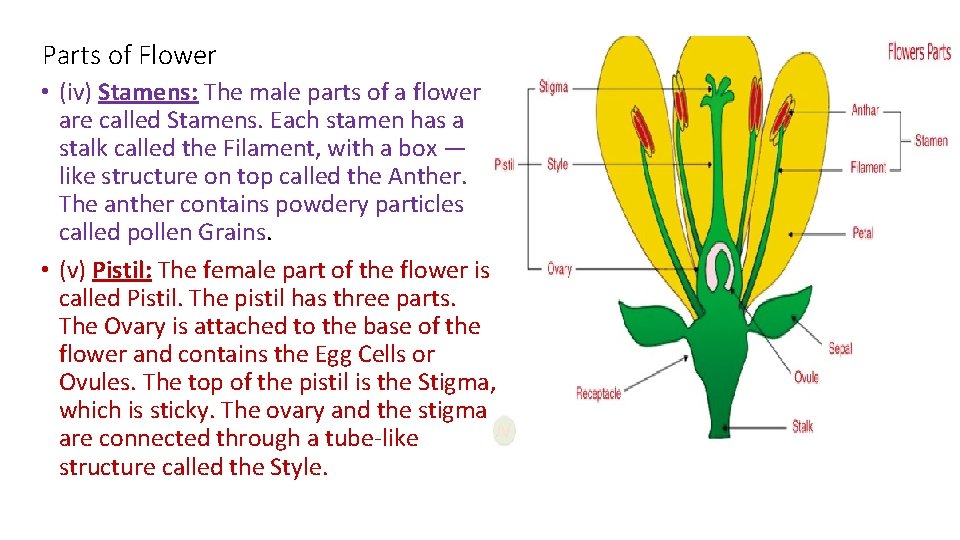 Parts of Flower • (iv) Stamens: The male parts of a flower are called