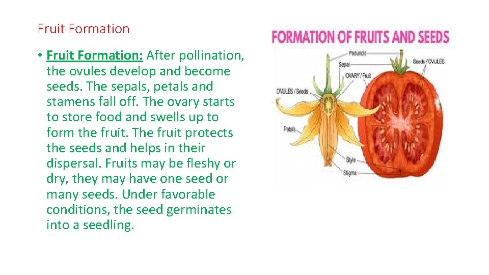 Fruit Formation • Fruit Formation: After pollination, the ovules develop and become seeds. The