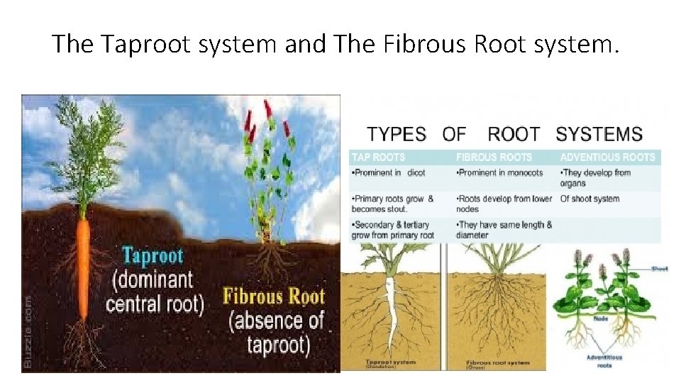 The Taproot system and The Fibrous Root system. 