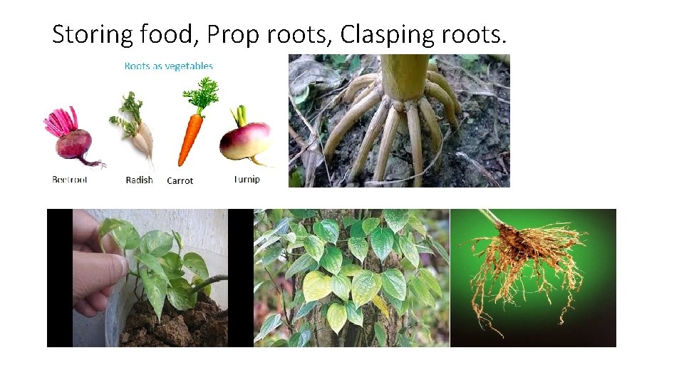 Storing food, Prop roots, Clasping roots. 