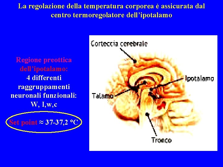 La regolazione della temperatura corporea è assicurata dal centro termoregolatore dell’ipotalamo Regione preottica dell’ipotalamo: