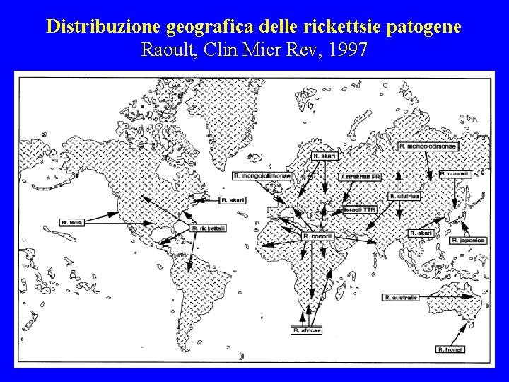 Distribuzione geografica delle rickettsie patogene Raoult, Clin Micr Rev, 1997 