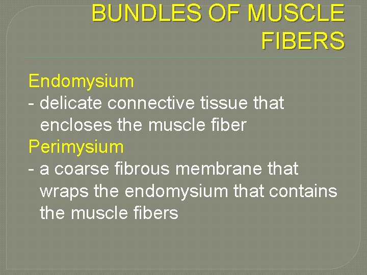 BUNDLES OF MUSCLE FIBERS Endomysium - delicate connective tissue that encloses the muscle fiber