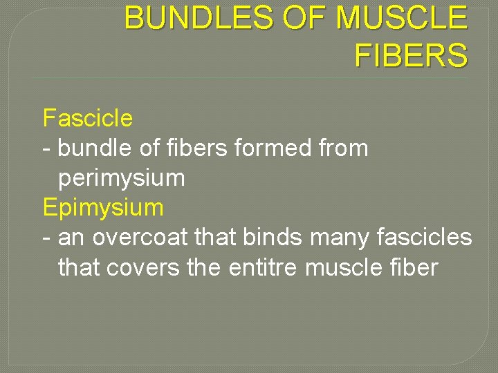 BUNDLES OF MUSCLE FIBERS Fascicle - bundle of fibers formed from perimysium Epimysium -