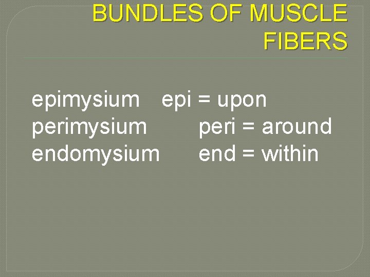 BUNDLES OF MUSCLE FIBERS epimysium epi = upon perimysium peri = around endomysium end