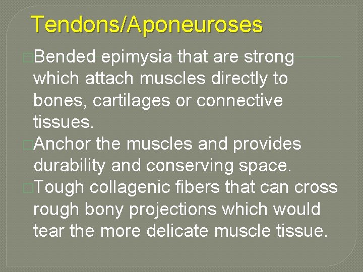 Tendons/Aponeuroses �Bended epimysia that are strong which attach muscles directly to bones, cartilages or