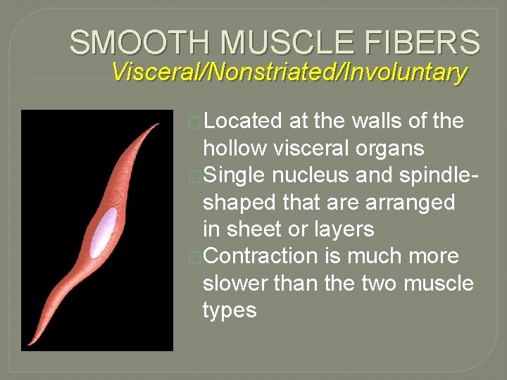 SMOOTH MUSCLE FIBERS Visceral/Nonstriated/Involuntary �Located at the walls of the hollow visceral organs �Single