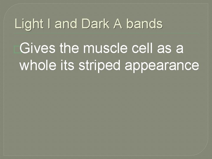 Light I and Dark A bands �Gives the muscle cell as a whole its