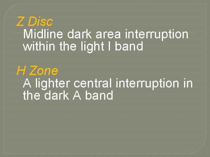 Z Disc Midline dark area interruption within the light I band H Zone A