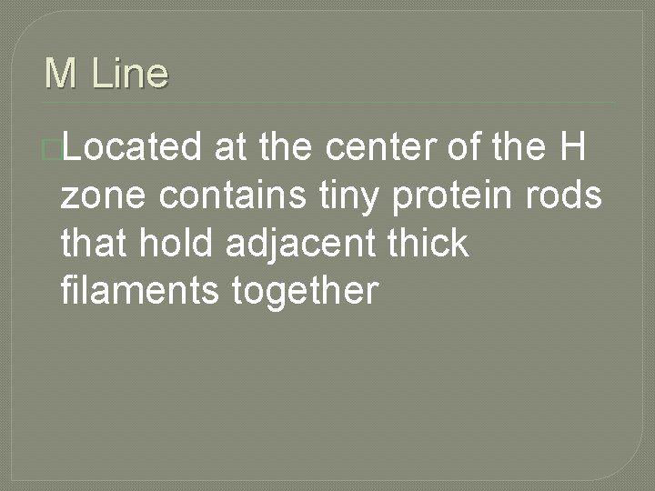 M Line �Located at the center of the H zone contains tiny protein rods