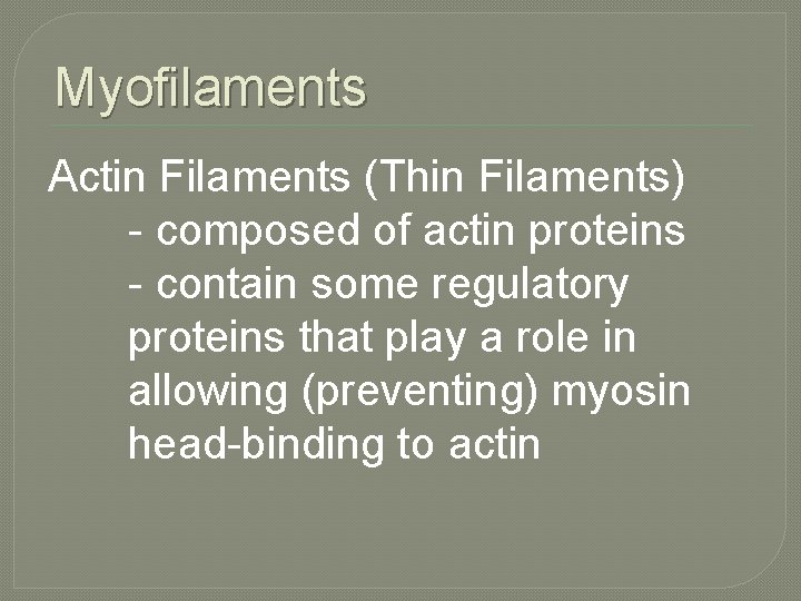 Myofilaments Actin Filaments (Thin Filaments) - composed of actin proteins - contain some regulatory