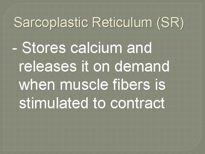 Sarcoplastic Reticulum (SR) - Stores calcium and releases it on demand when muscle fibers