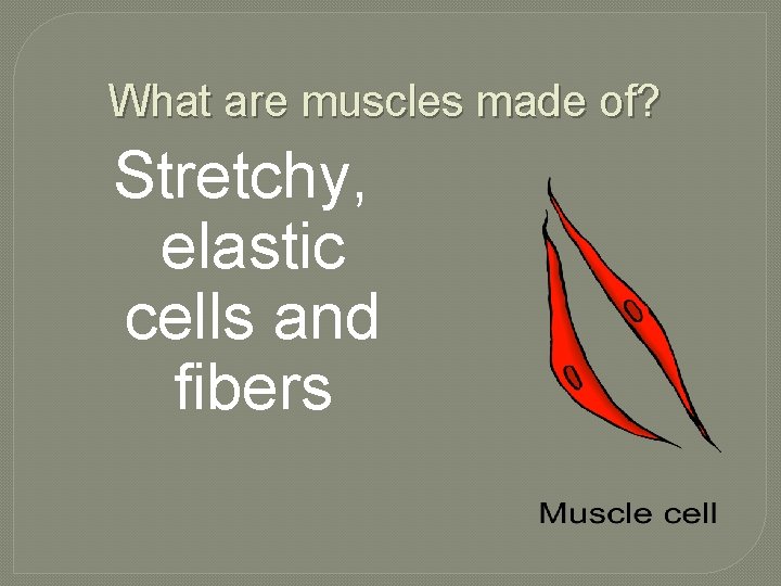 What are muscles made of? Stretchy, elastic cells and fibers 