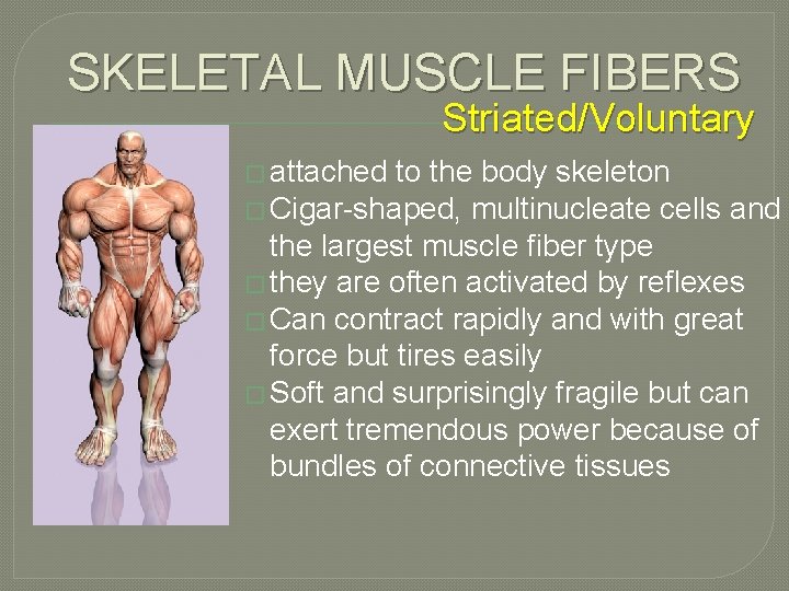 SKELETAL MUSCLE FIBERS Striated/Voluntary � attached to the body skeleton � Cigar-shaped, multinucleate cells