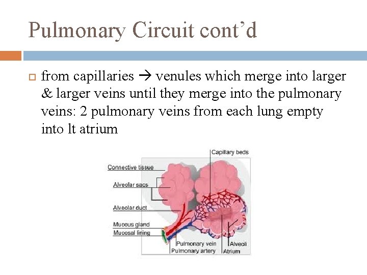 Pulmonary Circuit cont’d from capillaries venules which merge into larger & larger veins until