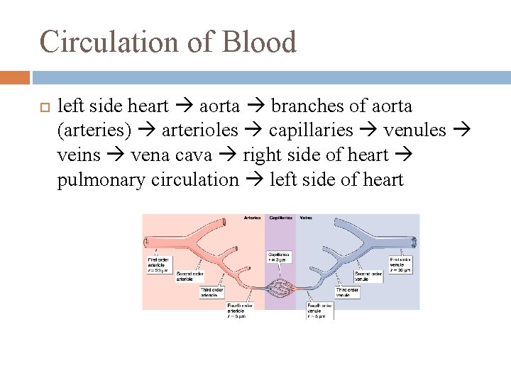 Circulation of Blood left side heart aorta branches of aorta (arteries) arterioles capillaries venules