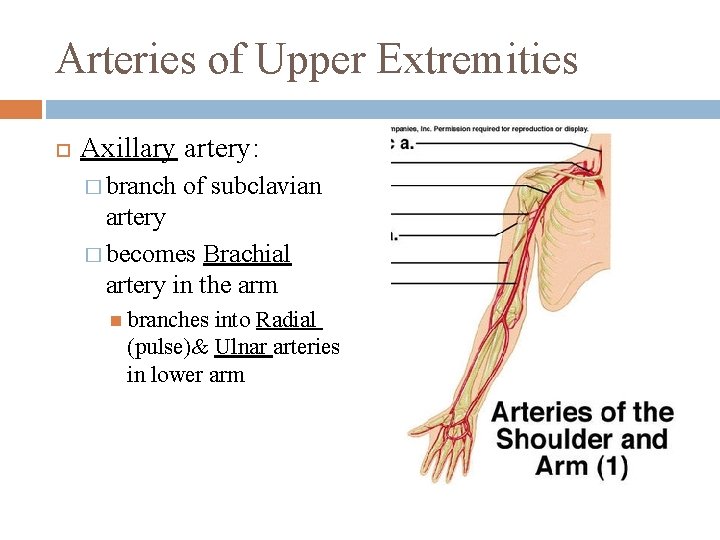 Arteries of Upper Extremities Axillary artery: � branch of subclavian artery � becomes Brachial
