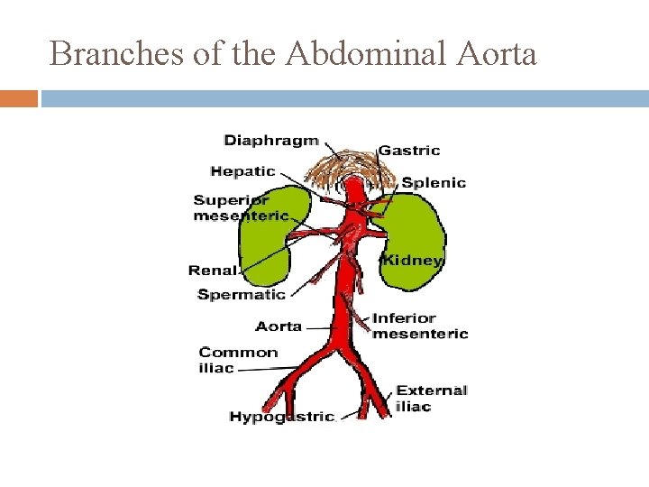 Branches of the Abdominal Aorta 