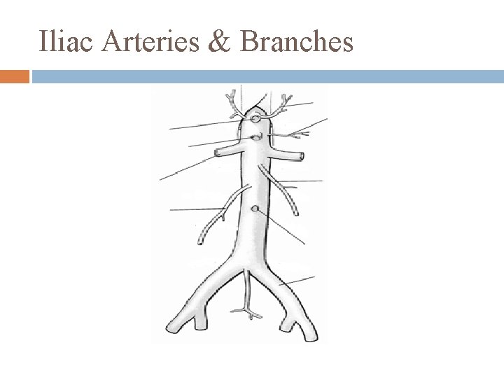 Iliac Arteries & Branches 