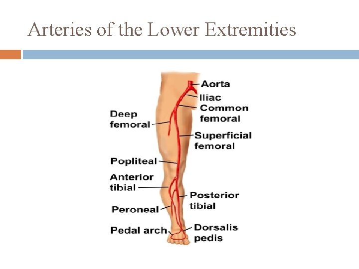 Arteries of the Lower Extremities 