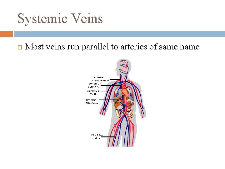 Systemic Veins Most veins run parallel to arteries of same name 