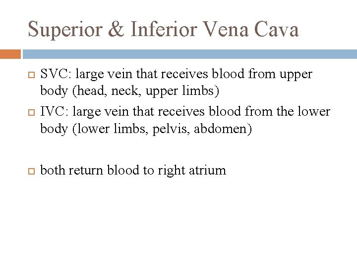 Superior & Inferior Vena Cava SVC: large vein that receives blood from upper body