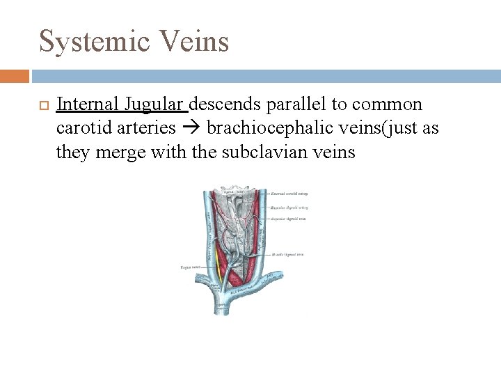 Systemic Veins Internal Jugular descends parallel to common carotid arteries brachiocephalic veins(just as they