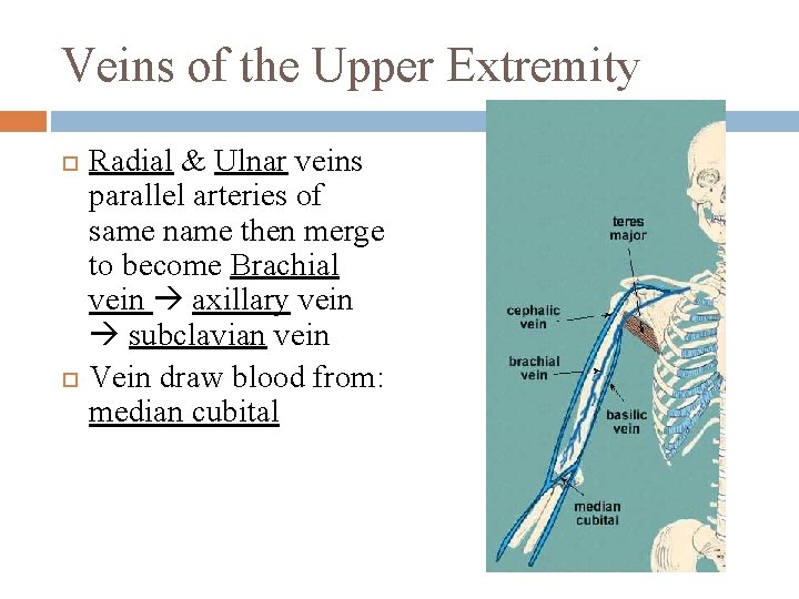 Veins of the Upper Extremity Radial & Ulnar veins parallel arteries of same name