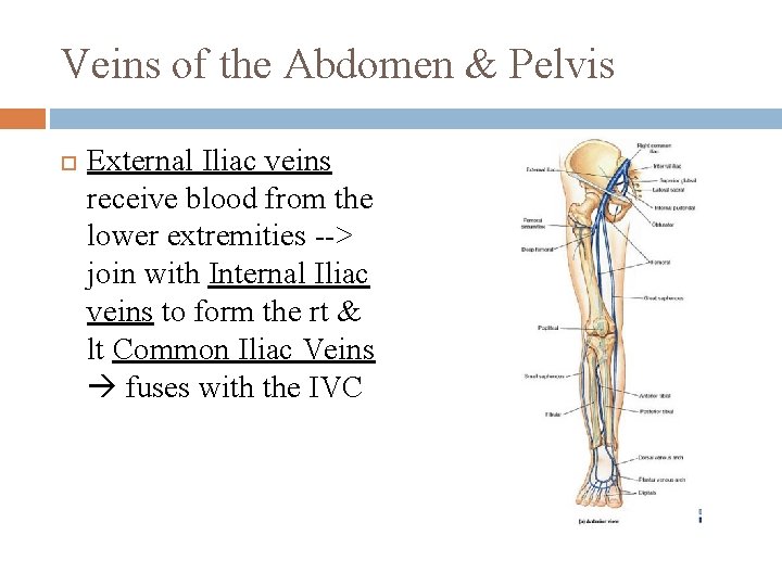 Veins of the Abdomen & Pelvis External Iliac veins receive blood from the lower