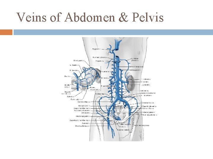 Veins of Abdomen & Pelvis 