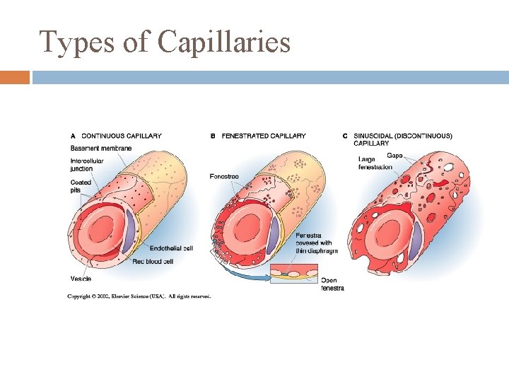 Types of Capillaries 