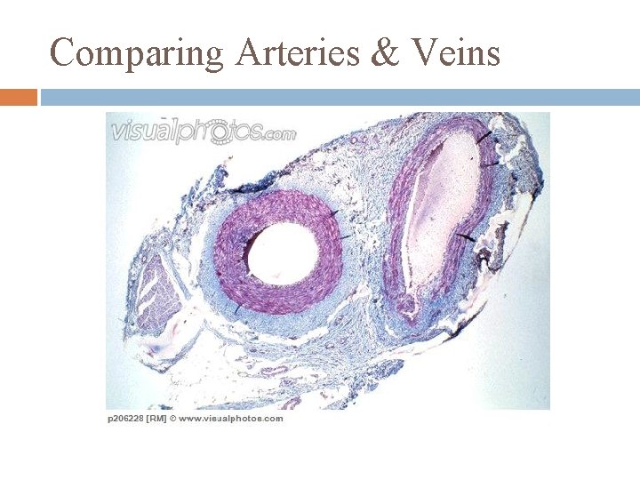 Comparing Arteries & Veins 