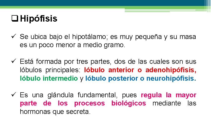 q Hipófisis ü Se ubica bajo el hipotálamo; es muy pequeña y su masa